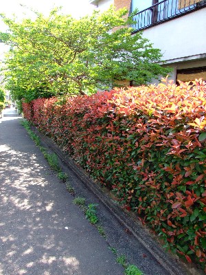 20070520_0009.jpg