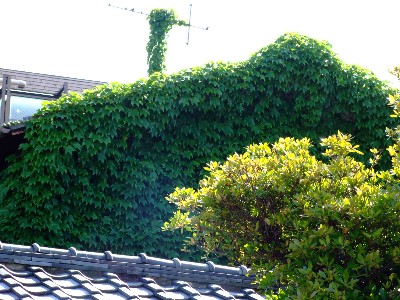 20070520_0016.jpg