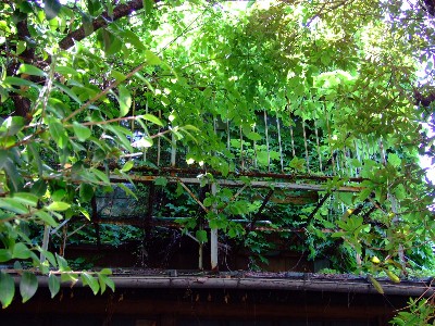 20070520_0017.jpg