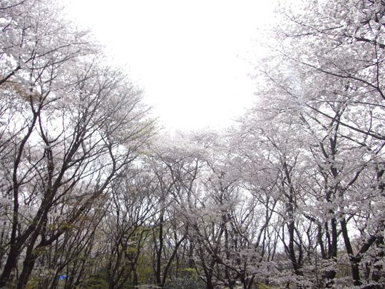 20090405_21.jpg