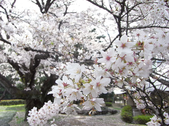 20090405_27.jpg