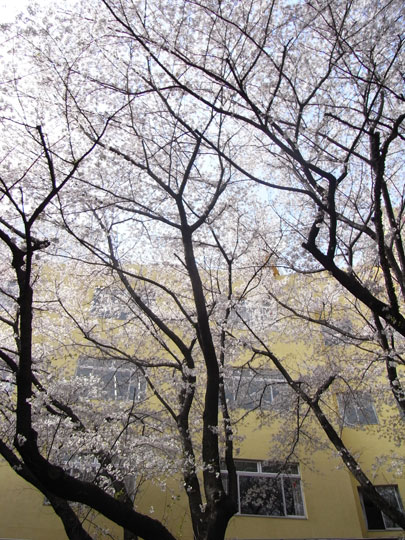 20090405_32.jpg