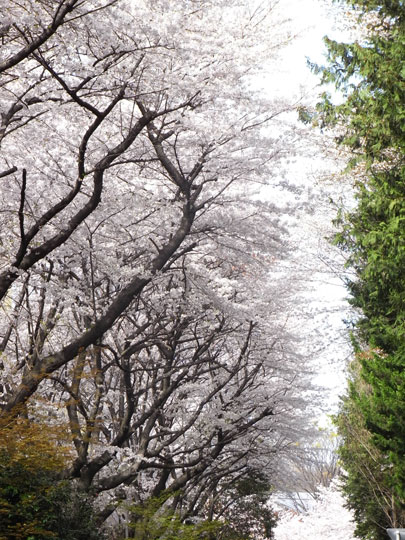 20090405_33.jpg