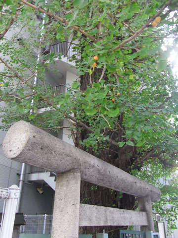 20101104_17.jpg