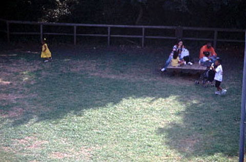 saruadd1999_02.jpg
