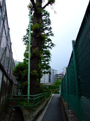 yodobashi0003.jpg